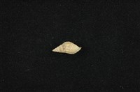 流紋蜷藏品圖，第1張